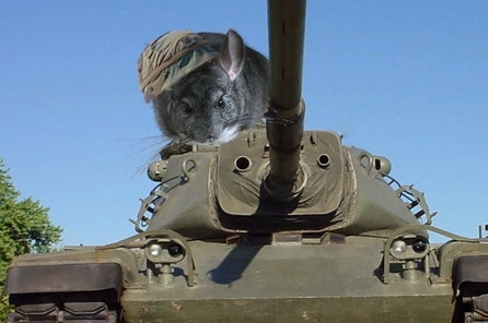 Desert Rat.jpg